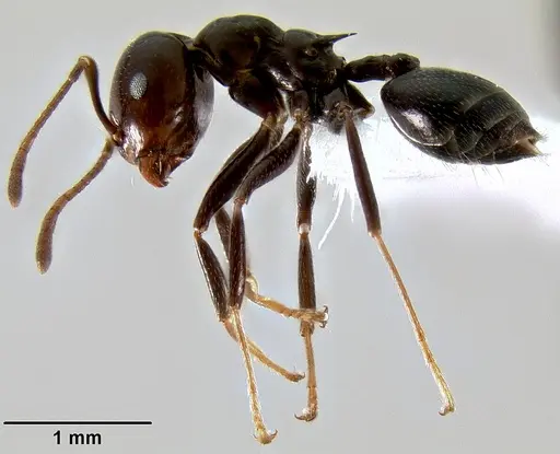 Crematogaster ranavalonae specimen CASENT0193277 image casent0193277_4