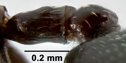 Crematogaster ranavalonae specimen CASENT0193277 image casent0193277_5
