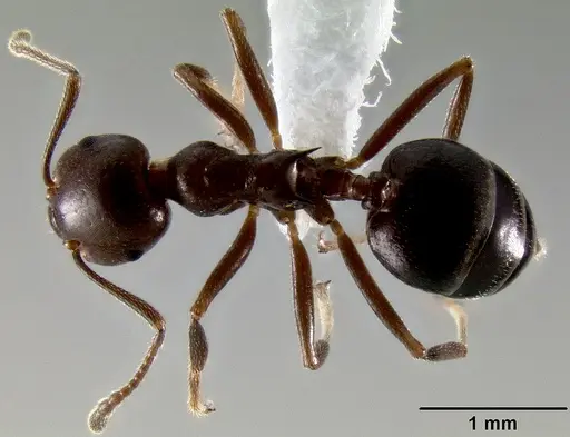 Crematogaster ranavalonae specimen CASENT0193425 image casent0193425_1