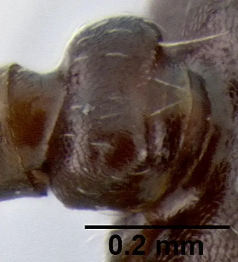 Crematogaster ranavalonae specimen CASENT0193425 image casent0193425_2