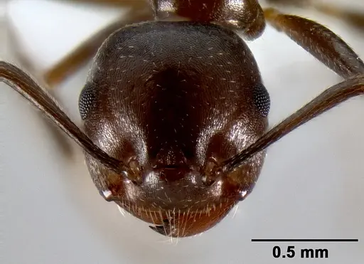 Crematogaster ranavalonae specimen CASENT0193425 image casent0193425_3