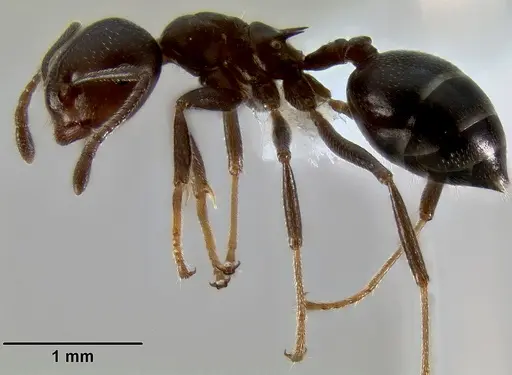 Crematogaster ranavalonae specimen CASENT0193425 image casent0193425_4