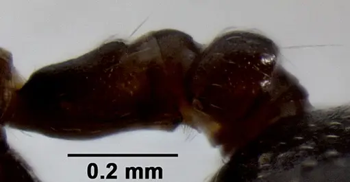 Crematogaster ranavalonae specimen CASENT0193425 image casent0193425_5