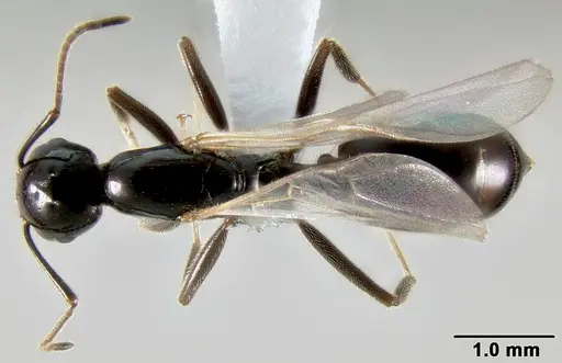 Crematogaster ranavalonae specimen CASENT0193642 image casent0193642_1