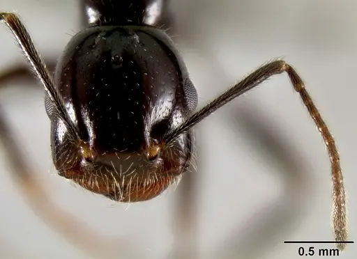 Crematogaster ranavalonae specimen CASENT0193642 image casent0193642_2