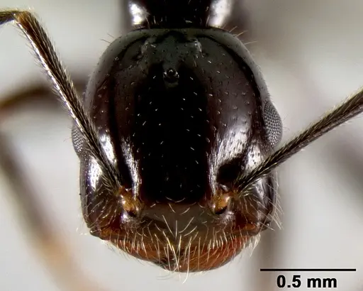 Crematogaster ranavalonae specimen CASENT0193642 image casent0193642_3