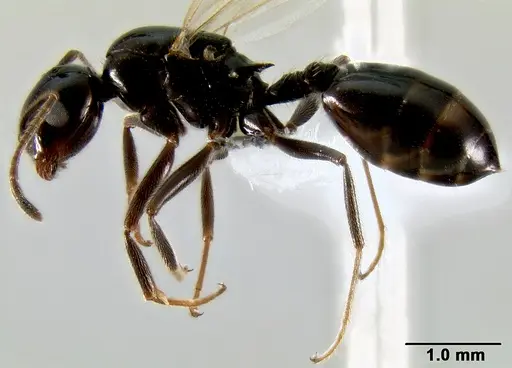 Crematogaster ranavalonae specimen CASENT0193642 image casent0193642_4