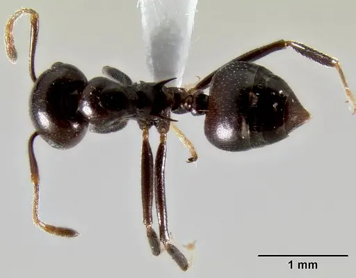 Crematogaster ranavalonae specimen CASENT0433703 image casent0433703_1