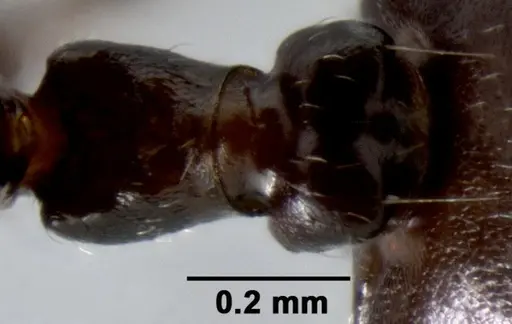 Crematogaster ranavalonae specimen CASENT0433703 image casent0433703_2