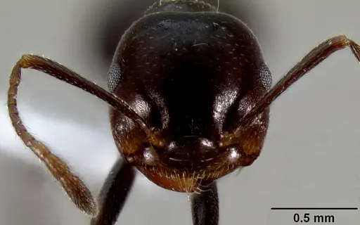 Crematogaster ranavalonae specimen CASENT0433703 image casent0433703_3