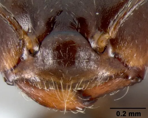 Crematogaster ranavalonae specimen CASENT0433703 image casent0433703_4
