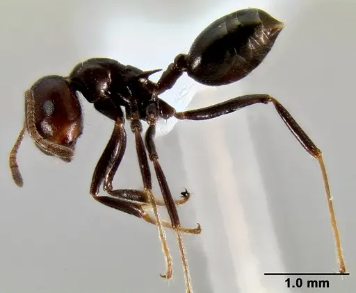 Crematogaster ranavalonae specimen CASENT0433703 image casent0433703_5