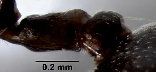 Crematogaster ranavalonae specimen CASENT0433703 image casent0433703_6
