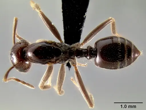 Crematogaster ranavalonae specimen CASENT0485160 image casent0485160_1