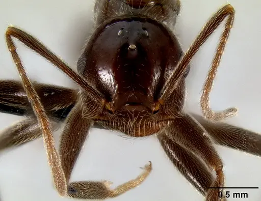 Crematogaster ranavalonae specimen CASENT0485160 image casent0485160_2