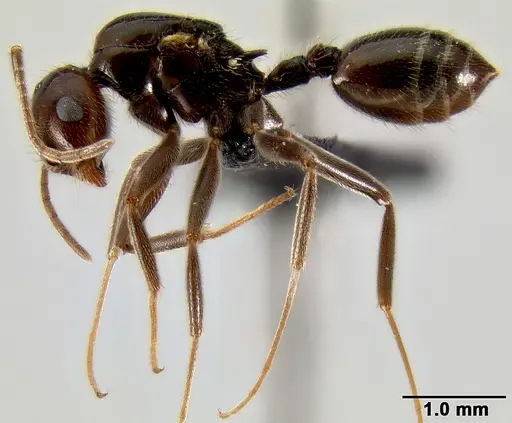 Crematogaster ranavalonae specimen CASENT0485160 image casent0485160_3