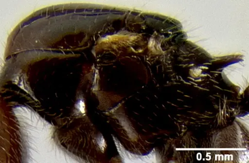 Crematogaster ranavalonae specimen CASENT0485160 image casent0485160_4