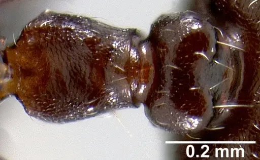 Crematogaster ranavalonae specimen CASENT0485162 image casent0485162_1
