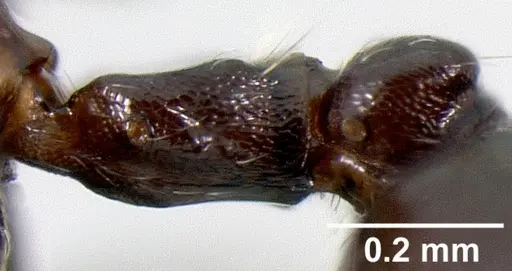 Crematogaster ranavalonae specimen CASENT0485162 image casent0485162_2