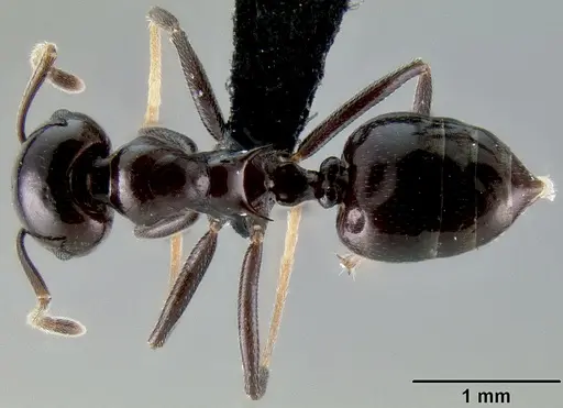 Crematogaster ranavalonae specimen CASENT0491513 image casent0491513_1