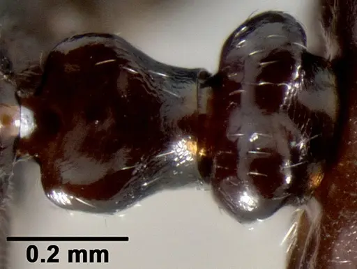 Crematogaster ranavalonae specimen CASENT0491513 image casent0491513_2