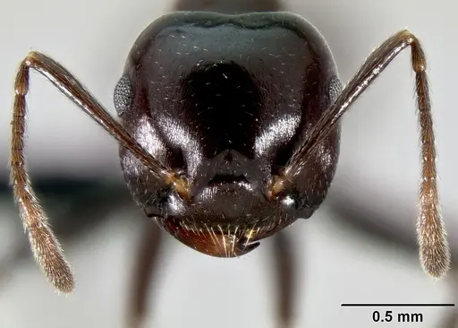 Crematogaster ranavalonae specimen CASENT0491513 image casent0491513_3