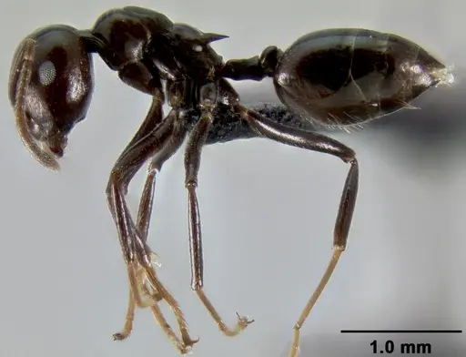Crematogaster ranavalonae specimen CASENT0491513 image casent0491513_4