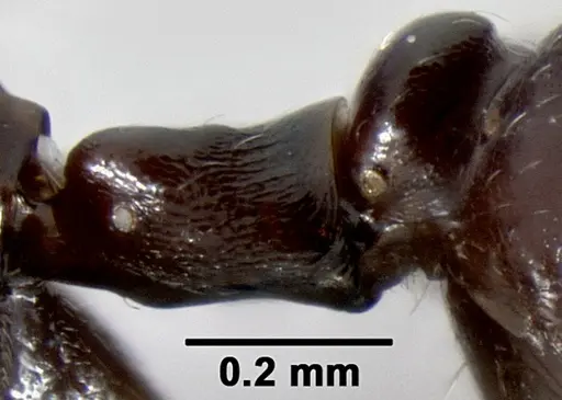 Crematogaster ranavalonae specimen CASENT0491513 image casent0491513_5