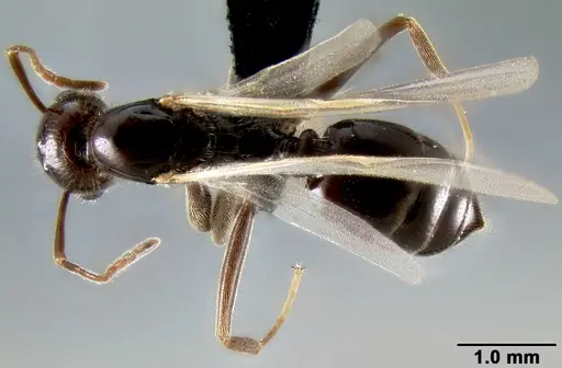 Crematogaster ranavalonae specimen CASENT0496495 image casent0496495_1