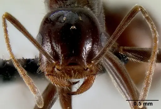 Crematogaster ranavalonae specimen CASENT0496495 image casent0496495_2