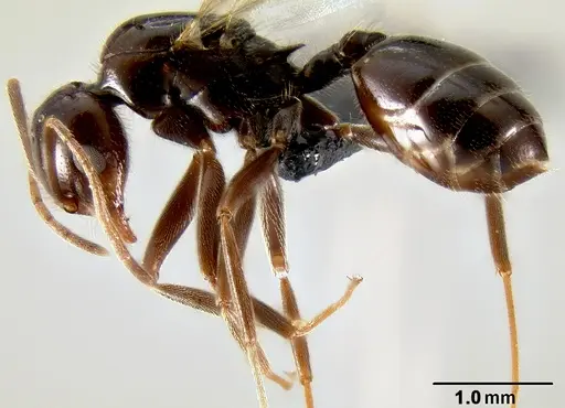 Crematogaster ranavalonae specimen CASENT0496495 image casent0496495_3