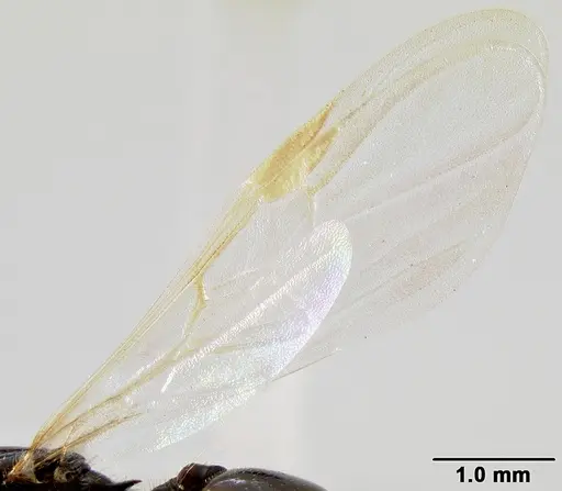 Crematogaster ranavalonae specimen CASENT0496495 image casent0496495_4