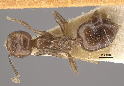 Crematogaster ranavalonae specimen CASENT0917807 image casent0917807_1