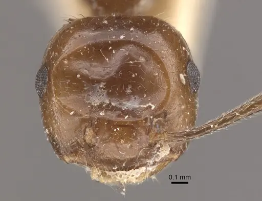 Crematogaster ranavalonae specimen CASENT0917807 image casent0917807_2