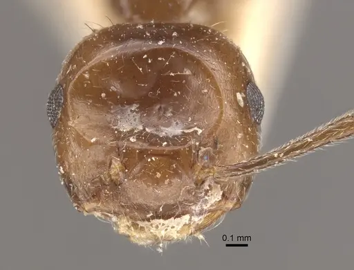 Crematogaster ranavalonae specimen CASENT0917807 image casent0917807_3