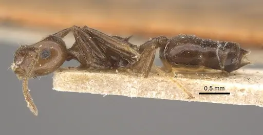 Crematogaster ranavalonae specimen CASENT0917807 image casent0917807_4