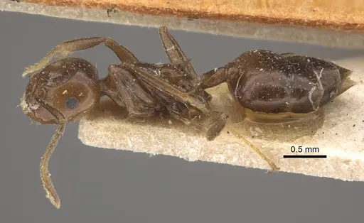 Crematogaster ranavalonae specimen CASENT0917807 image casent0917807_5