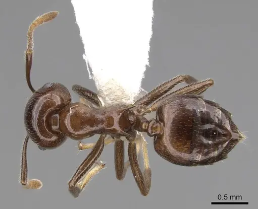 Crematogaster ranavalonae specimen CASENT0922634 image casent0922634_1