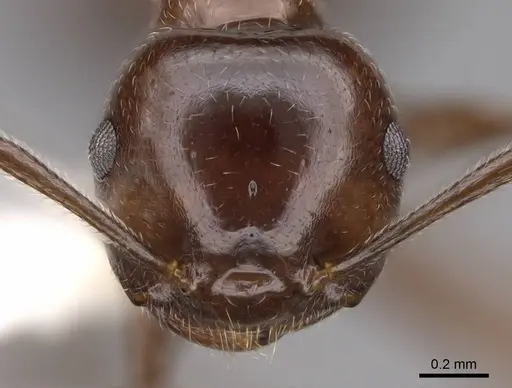 Crematogaster ranavalonae specimen CASENT0922634 image casent0922634_2