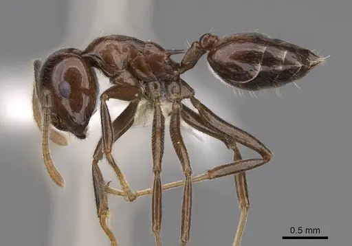 Crematogaster ranavalonae specimen CASENT0922634 image casent0922634_3