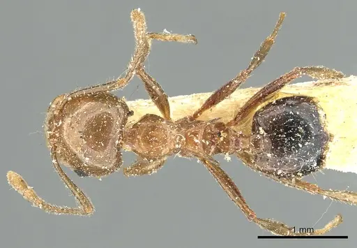 Crematogaster ransonneti specimen CASENT0902124 image casent0902124_1