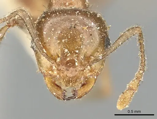 Crematogaster ransonneti specimen CASENT0902124 image casent0902124_2