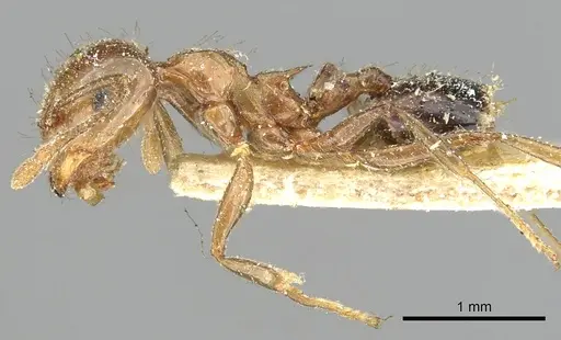 Crematogaster ransonneti specimen CASENT0902124 image casent0902124_3