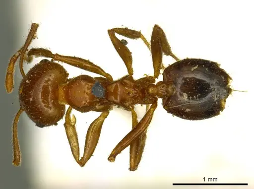 Crematogaster ransonneti specimen CASENT0919685 image casent0919685_1