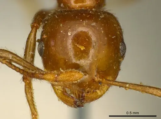 Crematogaster ransonneti specimen CASENT0919685 image casent0919685_2