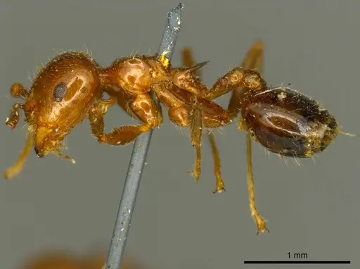 Crematogaster ransonneti specimen CASENT0919685 image casent0919685_3