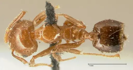 Crematogaster ransonneti specimen FOCOL1449 image focol1449_1