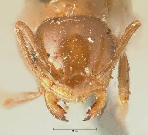 Crematogaster ransonneti specimen FOCOL1449 image focol1449_2