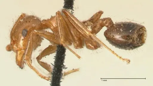 Crematogaster ransonneti specimen FOCOL1449 image focol1449_3