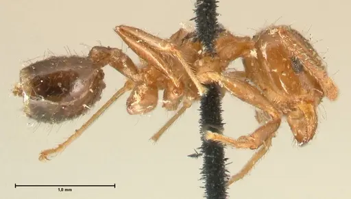 Crematogaster ransonneti specimen FOCOL1449 image focol1449_4